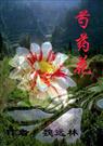 芍药花